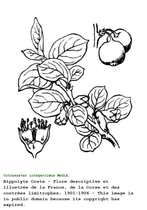 Cotoneaster integerrimus Medik.